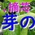 レモンの木の秋芽が出るころ夏芽はどこで切る 剪定と摘芯