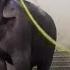 This Elephant Impresses Researchers With Her Expressive Technique Of Showering FRANCE 24