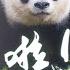 ENG Back Home Panda Princess Xiang Xiang CCTV纪录