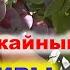 3 ведра плодов с 4 летней сливы Очень урожаайный сорт сливы Исполинская