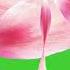 Bloom Petals Transition On Green Screen Background HD FREE DOWNLOAD