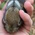 A Wild Bunny Wandered Into Our Bunny Hutch