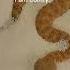 Baby Sand Viper Vs Adult In Sprinkles Sandviper Snakes Reptiles Justababy Babyanimals