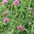 Gomphrena Fireworks 꽃말 변치않는 사랑 폭죽 불꽃 千日紅 ファイヤーワークス 천일홍 파이어웍스 꽃이름 Flower Name 花の名前