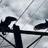 Turkey Vultures In El Paso Texas Gothmusic Goth Elpaso