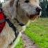 Perfect Backpack For Your Canine Companion RUFFWEAR PALISADES Dog Pack