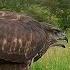 Common Buzzard Fledglings Learn To Fend For Themselves Discover Wildlife Robert E Fuller