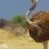 4K Ostrich The Flightless Bird African Wildlife Documentary Film With Narration