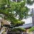 Challenge To The World Famous Shinpaku Bonsai The 1000 Year History And The Future From Now On