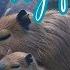 Capybara Relaxing Sleep Music 1 Hour