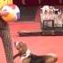 Yakuboskie Ru DogShow Clown With Dogs Moscow Circus Клоун с собачками