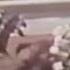 Secretariat Belmont Stakes 1973 Extended Coverage HD Version NEW Mp4