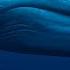 Blue Whales Real Sounds Song Of Whales Deep Ocean ASMR Ambience