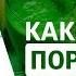 Видовое питание человека Принципы здорового питания Как стать порапитом Виталий Соболевский