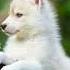 Baby Wolves With Happy Music Wolf Happy Dog Wolfdog Wholesome Edit Cute Baby