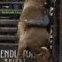 Beyond Belief WRECK S Unusual Bull Riding Handstand Elicits Universal WOWs