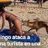 El Momento En Que Un Dingo Ataca Una Turista En Una Playa Y La Muerde No Es El único Caso