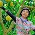 Harvesting Sweet Ripe Pear Garden Goes To Market Sell Cooking Farm Tieu Lien