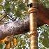 Bodh Gaya Who Gave Order For Bodhi Tree To Be Chopped And The Trunk To Be Burned