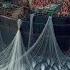 Harvesting A Giant Catch Of Anchovies Korean Fishermen Big Net And Steaming Hundreds Of Tons Fish