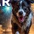 Dog TV New Year S Celebration Anti Anxiety Music To Protect Dogs From Loud Bangs Fireworks