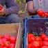 How To Make Tomato Ketchup Tomato Picking And Processing Process With My Own Hands