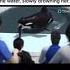 TILIKUM THE KILLER WHALE WORSE WAYS PEOPLE DIE