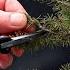 Pruning My Alberta Spruce The Bonsai Zone Dec 2024