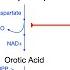 Pyrimidine Synthesis