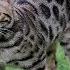 Bengal Cat Types 2019 All Colour Of Bengal Cat