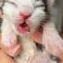 Cute Kitten Day 1 To 60 Days Timelapse Cat Versi Moy Kucinglucu Kitten Catlover Cat