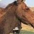 Mama Moose Looks And Calls For Calf After Getting Separated ViralHog