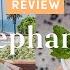 Élephante Rooftop Review