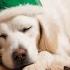 12 Hours Calming Music For Dogs Relaxation And Stress Relief Christmas Music For Dogs