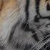 Meditation Relaxation Music Vision Of A Tiger