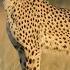 Cheetah Amazing Animals