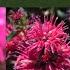 Balmy Rose Bee Balm Monarda Didyma Balbalmose