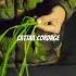 Cattail Cordage Cordage Survival Bushcraft Outdoors Pathfinder Selfreliance