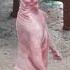 Kucing Pink Joget