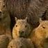 A Capybara Family S Day At Play Deadly Game