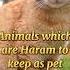 Animals Which Are Haram To Keep As Pet Islam