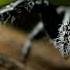 Crazy Monsters Spiders FULL EPISODE Smithsonian Channel