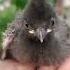 Red Vented Bulbul Bird Chick Voice