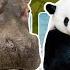 Guess The Animal Quiz Challenge Name 50 Animals In Just 7 Seconds