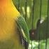 Lovebird Singing And Chirping Sounds Green Fischer