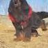 Most Aggressive Tibetan Mastiff Dog Barking Huge And Big Size Tibetan Mastiff Dog Shorts Dog