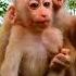 Oh God Perfectly Cute Baby Monkey Very Friendly Baby Monkey Clip