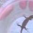 Lizard In Russia Near Mine House I Ящерица 2 сентября 2018