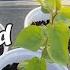 How To Grow Apricot From Seed A Quick Guide On How To Germinate Apricot Seeds