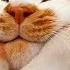 What Do Cats Dream About Funny Video With Cats And Kittens For A Good Mood